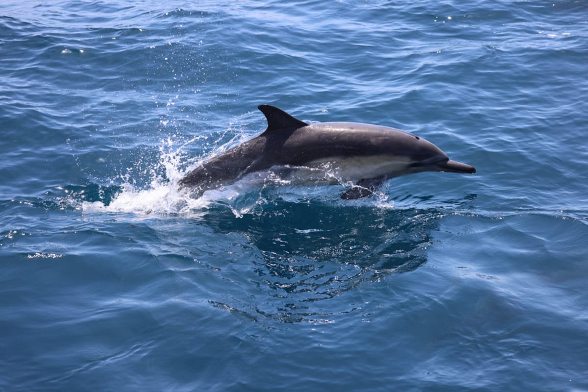 Bay of Biscay: Mandatory cameras on board fishing vessels to protect dolphins