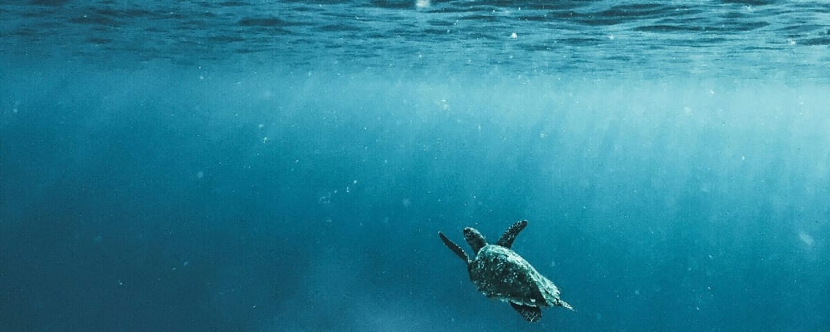 It's also snowing underwater: the fascinating "marine snow"